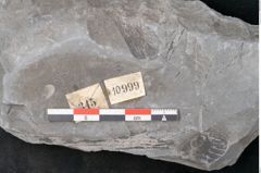 Foto (Detailansicht) von Calamites sp.  (NHMW-GEO-2024-0188-10999)